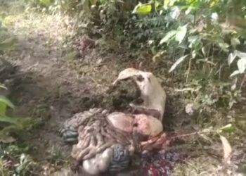 Dua Lembu Milik Warga ujung Limus Aceh Singkil Hilang Di curi Maling