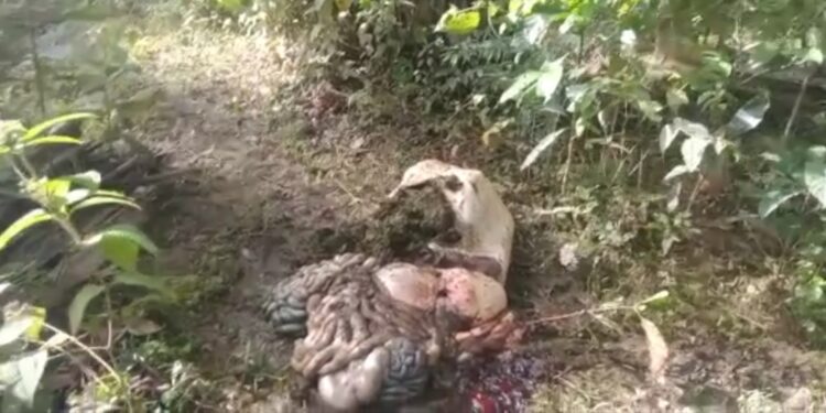 Dua Lembu Milik Warga ujung Limus Aceh Singkil Hilang Di curi Maling