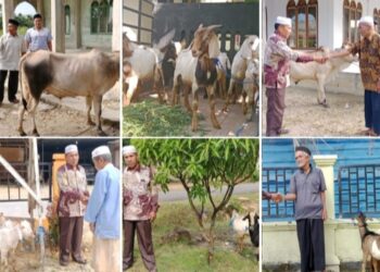 PT. BSL Serahkan Hewan Qurban Di Lima Desa dan Pasantren Di Kota Sebulusalam