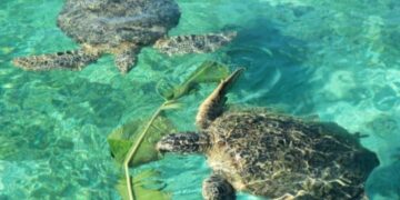 Jika Pengunjung Berwisata Ke Aceh Singkil, Ada Dua Wisata Yang Tidak Boleh Dilewatkan