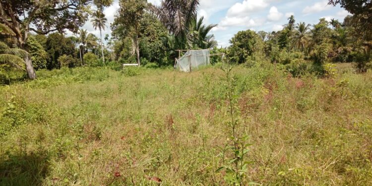 Kelompok Wanita Tani (KWT), Gampong Ladang, Aceh Barat. Buka Lahan Pertanian Bawang Merah.