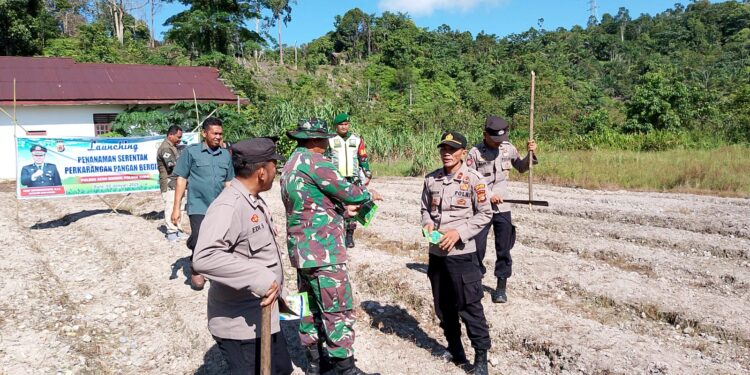 Untuk Memperkuat Ketahanan Pangan Desa Pangkalan Sulampi Gelar Lounching Penanaman Pangan Bergizi