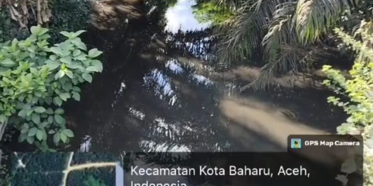 Ribuan Ikan Mati di Sungai Gombar, Warga Aceh Singkil Kehilangan Mata Pencaharian