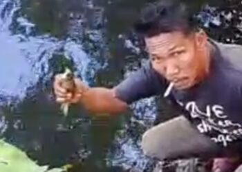 Ribuan Ikan Mati Tercemar Limbah PKS di Sungai Lae Gombar, Nelayan Terancam Kehilangan Mata Pencaharian