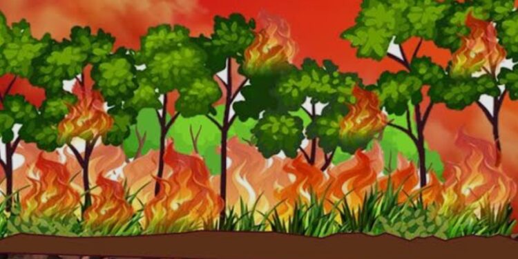 Gambut Singkil Utara Membara: Konsesi PT Delima Makmur Terbakar, Negara Berpotensi Rugi Besar‎