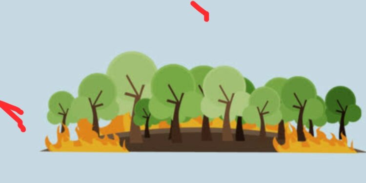 Api di Konsesi PT Delima Makmur: Kebakaran Gambut Uji Nyali Penegakan Hukum