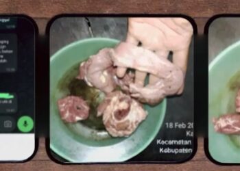 Niat Mulia Berujung Kecewa, Daging Bantuan Presiden di Aceh Singkil Dibuang Karena Busuk