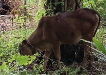 Kado Pahit dari Istana Sengkarut Bantuan Sapi Meugang Presiden di Aceh Singkil‎