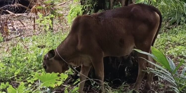 Kado Pahit dari Istana Sengkarut Bantuan Sapi Meugang Presiden di Aceh Singkil