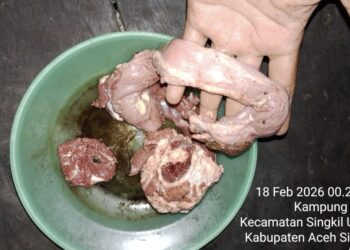 Miris! Daging Meugang Diduga Busuk Beredar di Singkil Utara, AMPAS Desak Transparansi Pengadaan