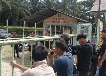 Goyang Pagar di Socfindo,Pemuda Lae Butar Meledak, Tuntut Plasma hingga Janji Ternak yang Menguap‎