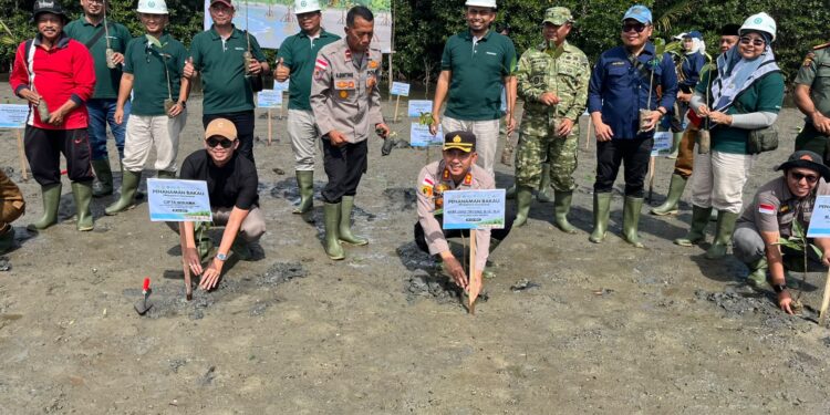 Benteng Hijau Pesisir Singkil, Pemkab dan PT PLB Tanam 3.000 Bibit Mangrove di Hari Mangrove Sedunia‎